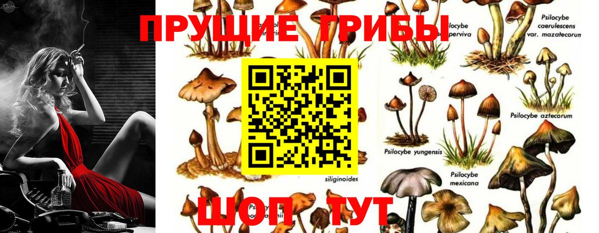 Фролово  Галлюциногенные грибы Psilocybine cubensis  Псилоцибиновые грибы Cubensis  Вход с VPN 